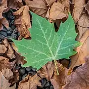 Une feuille de platane commun tombée sur le sol à Varennes-sur-Morge.