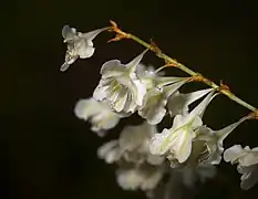 Inflorescence, tépales extérieurs blancs barrés de vert