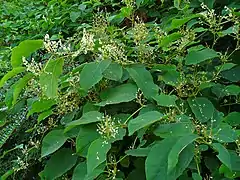 Renouée du Japon (Fallopia japonica) ; plus localisé mais redoutable.