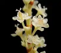 Photographie d’une branche de fleurs blanches.