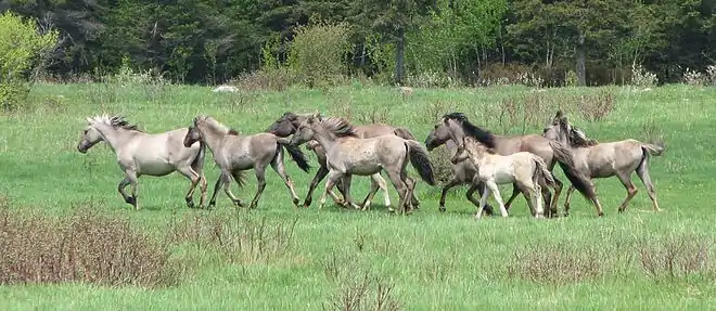 Groupe de chevaux de couleur grise qui galopent.