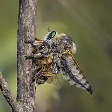 Dysmachus trigonus, des Dysmachus, des Asilidae, ayant attrapé une abeille, en Roumanie. Aout 2022.