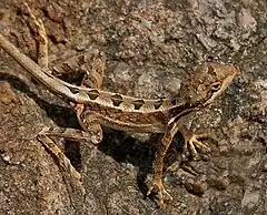 Description de l'image Fan-throated Lizard (Sitana ponticeriana) W2 IMG 7530.jpg.