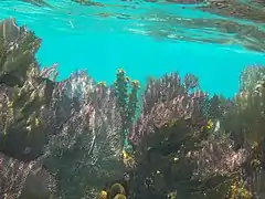 Coraux en éventail sur le récif