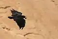 Corbeau à queue courte