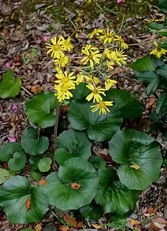 Description de l'image Farfugium japonicum (Mount Myoho).jpg.