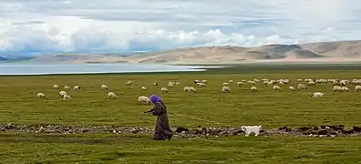 élevage de moutons