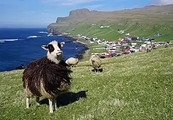 Moutons sur l'ile de Suðuroy, en arrière plan la ville de Sumba (îles Féroé). Mai 2019.