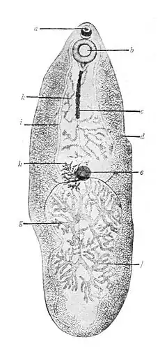 Description de l'image Fasciolopsis buski Giant intestinal fluke.JPG.