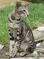 Oriental shorthair black silver blotched tabby.