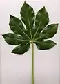 Feuille de Fatsia japonica