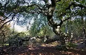 Le fau de Saint-Basle, dans la forêt de Verzy.