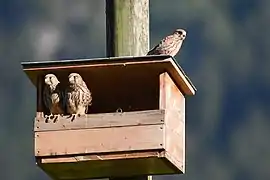 Juvéniles sur un nichoir situé dans un verger, Valais central.