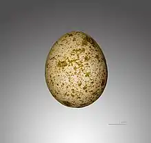 Gros plan d'un œuf de crécerelle sur fond gris neutre, avec une échelle de mesure