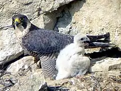 Faucon pèlerin et son petit.