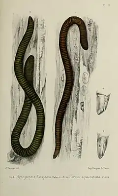 Description de l'image Faune de la Sénégambie, vertébrés (1883) (14770115051).jpg.