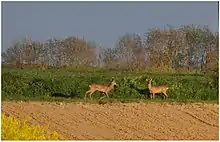 A proximité de la ferme de La Morière, deux brocards profitent des derniers rayons de soleil.