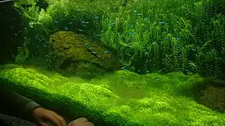 Aquarium couvert de plantes