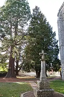 Crucifix, séquoia et contrefort du clocher-tour.