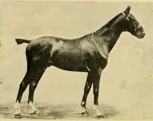 photo ancienne d'un cheval vu de profil