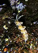 Favorinus japonicus