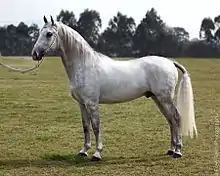 Photo d'un cheval gris de profil.
