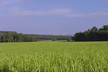 Un champ de plantes vertes qui s'étend sur plusieurs centaines de mètre jusqu'à une forêt.