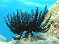 Un crinoïde.