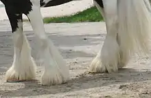 Vue des membres et de la queue d'un cheval