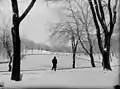 Promeneur entre les arbres défoliés du parc La Fontaine, au début du printemps 1938.