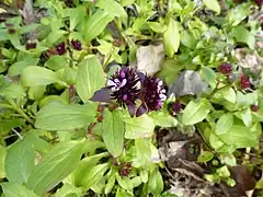 Description de l'image Fedia graciliflora in Jardin des Plantes 01.JPG.