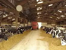 Un tracteur et une remorque distribuent leur ration d'ensilage à un troupeau de vaches pie noir.