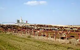 Bovins aux robes variées regroupées dans un grand enclos, avec des silos en arrière plan.