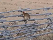 Puma perché sur une clôture. Derrière la clôture, trois coyotes.