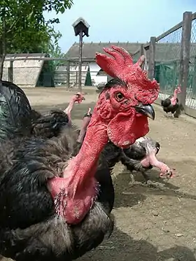 Coq et poules Cou-nu.