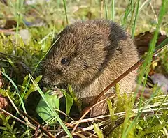 Photo d'un campagnol dans l'herbe, tenant une plante entre ses pattes avant