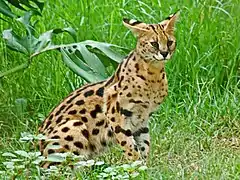 Serval