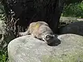 Chat de Pallas (Felis manul) au zoo de Korkeasaari.