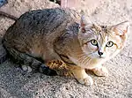 Chat des sables (Felis margarita)