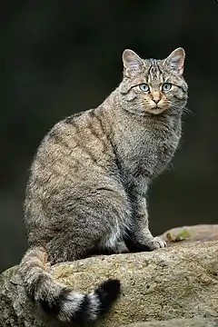 Photographie d’un chat sauvage sur un rocher.