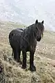 Poney Fell en liberté en Angleterre.