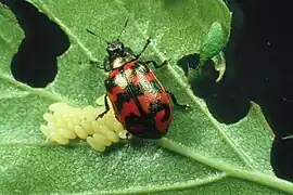 Chrysomela lapponica.