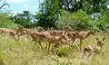 groupe de femelles (parc national Kruger, Afrique du sud).