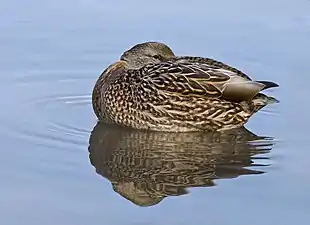 Plumage d'un canard colvert femelle.