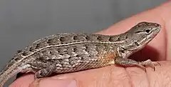 Description de l'image Female Sceloporus scalaris.jpg.