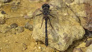 Austroaeschna obscura (Telephlebiidae)