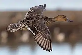 Canard pilet femelle en vol dans le même parc. Janvier 2022.