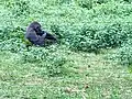 Gorille femelle adulte