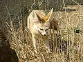 Les Fennecs est le surnom donné à l'équipe d'Algérie.