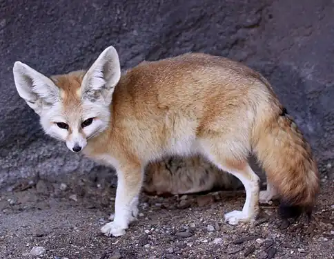 Description de l'image Fennec Fox Vulpes zerda.jpg.